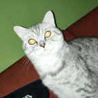grytsko